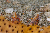 Zenopontonia rex (Emperor Shrimp)