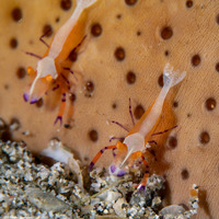 Zenopontonia rex (Emperor Shrimp)
