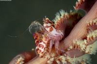 Lissoporcellana quadrilobata (Four-Lobed Porcelain Crab)