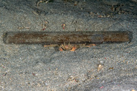 Dorippe frascone (Urchin Carry Crab)