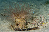 Cerianthus sp.3 (Cerianthus sp.3)