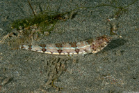 Synodus dermatogenys (Clearfin Lizardfish)