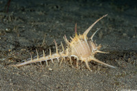 Murex ternispina (Tipped Murex)