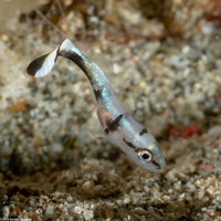 Diagramma pictum (Silver Sweetlips)