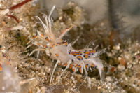 Phyllognathia ceratophthalma (Spiny Tiger Shrimp)