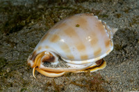 Phalium bandatum (Banded Bonnet)