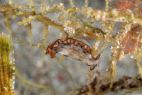 Phrikoceros sp.2 (Phrikoceros sp.2)