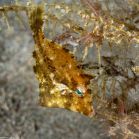 Paramonacanthus choirocephalus (Whiteblotch Filefish)