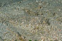 Engyprosopon grandisquama (Twospot Dwarf Flounder)