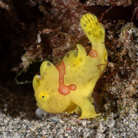 Antennarius maculatus (Warty Frogfish)
