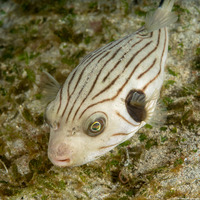 Arothron manilensis (Striped Puffer)