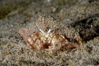 Dardanus woodmasoni (Woodmason's Hermit Crab)