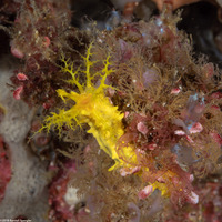 Colochirus robustus (Yellow Sea Cucumber)