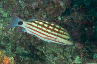 Lutjanus decussatus (Checkered Snapper)