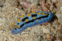 Phyllidia coelestis (Celestial Phyllidia)
