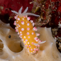 Cadlinella ornatissima (Ornamental Cadlinella)