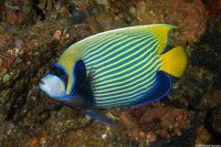 Pomacanthus imperator (Emperor Angelfish)