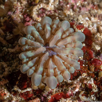 Fungia costulata (Fungia Costulata)