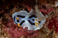 Chromodoris alcalai (Alcala’s Chromodoris)