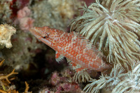 Oxycheilinus orientalis (Oriental Wrasse)