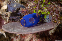 Clavelina coerulea (Clavelina Coerulea)