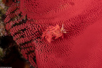 Favorinus mirabilis (Wonderful Favorinus)