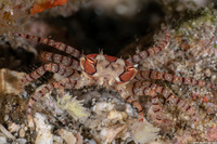 Lybia tesselata (Mosaic Boxer Crab)