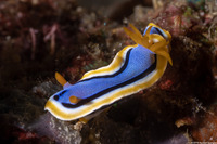 Chromodoris annae (Anna's Chromodoris)
