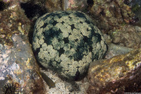 Culcita novaeguineae (Cushion Star)