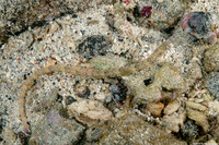 Corythoichthys haematopterus (Reeftop Pipefish)