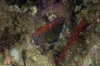 Pomacentrus bankanensis (Speckled Damsel)