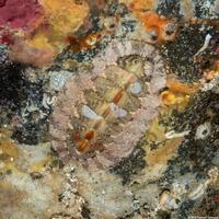 Lucilina lamellosa (Lucilina lamellosa)