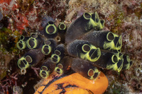 Clavelina robusta (Robust Clavelina)