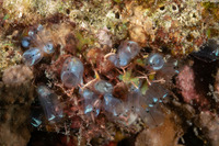 Clavelina sp.8 (Clavelina sp.8)