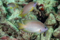 Pomacentrus amboinensis (Ambon Damsel)