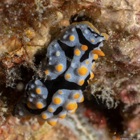 Phyllidia exquisita (Exquisite Phyllidia)