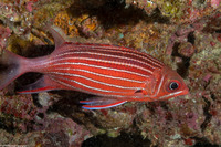 Sargocentron diadema (Crown Squirrelfish)