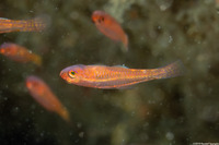 Trimma taylori (Cave Pygmygoby)