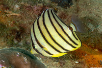 Chaetodon octofasciatus (Eight-Banded Butterflyfish)