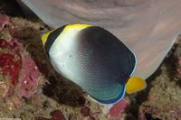 Chaetodontoplus mesoleucus (Vermiculated Angelfish)