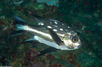 Macolor macularis (Midnight Snapper)