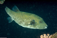 Arothron caeruleopunctatus (Blue-Spotted Puffer)
