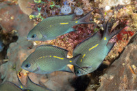 Acanthochromis polyacanthus (Spiny Chromis)