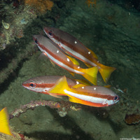 Lutjanus biguttatus (Twospot Snapper)
