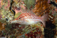 Oxycirrhites typus (Longnose Hawkfish)