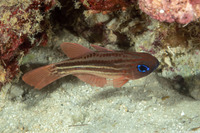 Ostorhinchus compressus (Splitband Cardinalfish)