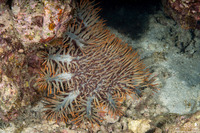 Acanthaster solaris (Crown-of-Thorns Star)