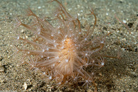 Cavernularia cf. obesa (Cavernularia cf. Obesa)