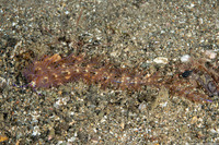 Pteraeolidia semperi (Blue Dragon Nudibranch)