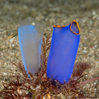 Clavelina coerulea (Clavelina Coerulea)